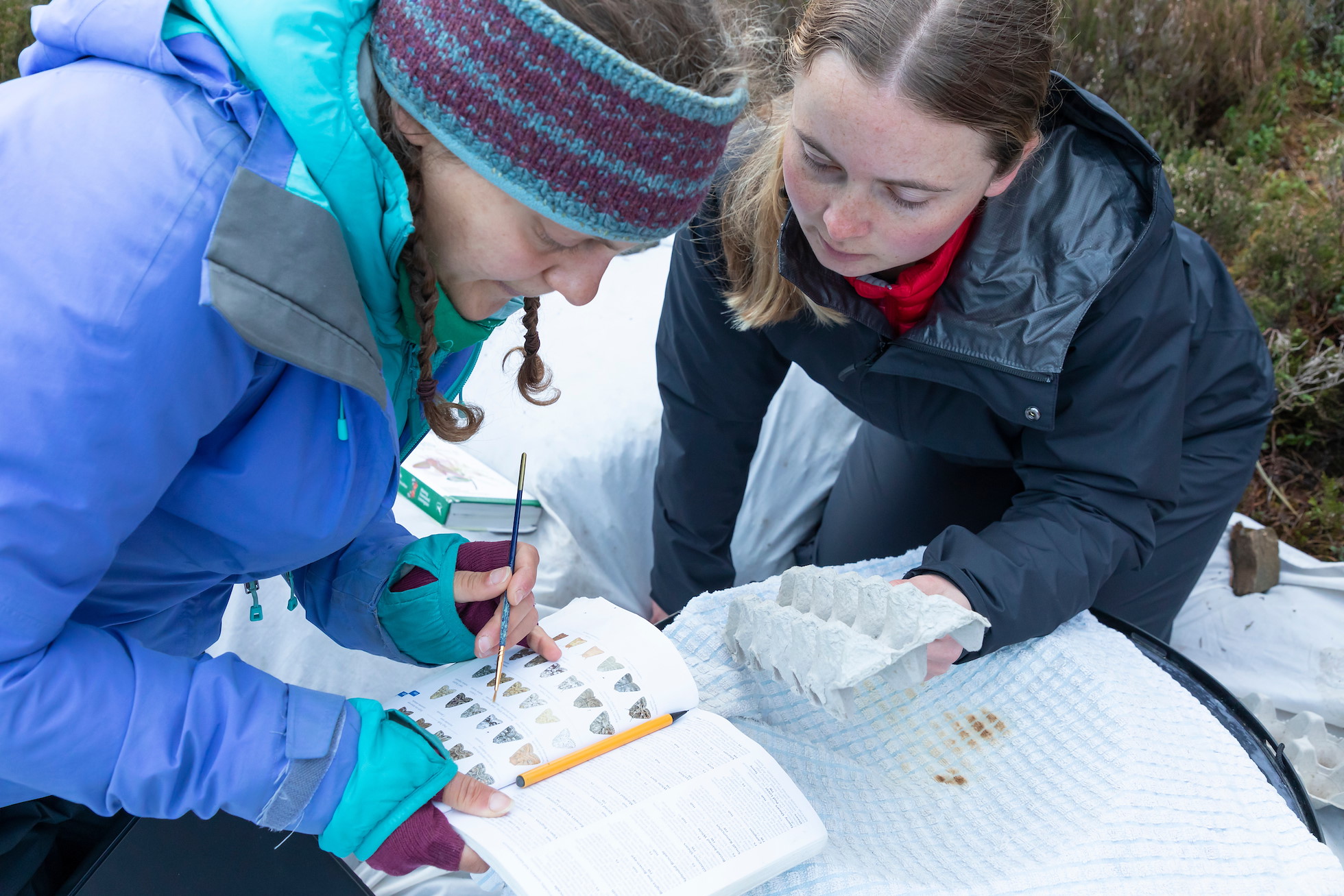 Ecologists checking indentification of moth species, captured in trap as part of monitoring work for Cairngorms Connect, Inshriach Forest